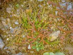 Image of Toothed-leaved Clubmoss