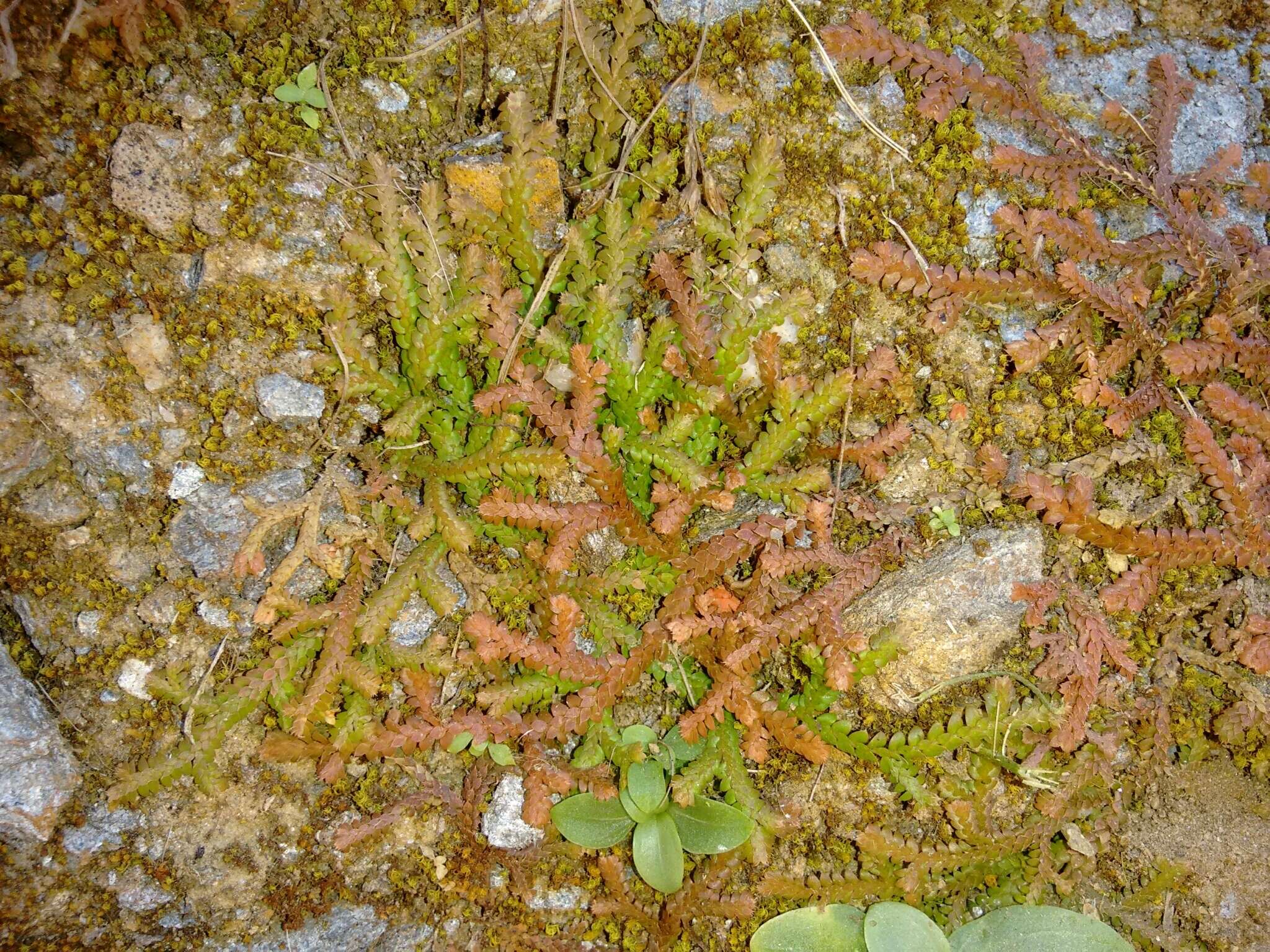 Imagem de Selaginella denticulata (L.) Spring