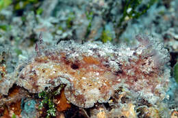 Hoplodoris desmoparypha Bergh 1880 resmi