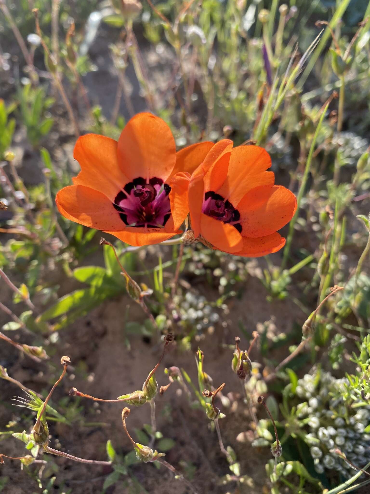 Image of Cape buttercup