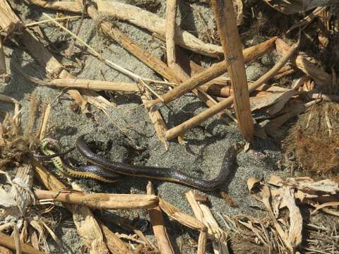 Image of Two-spotted Snake