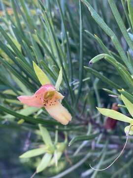 Image of Eremophila oldfieldii subsp. angustifolia (S. Moore) Chinnock