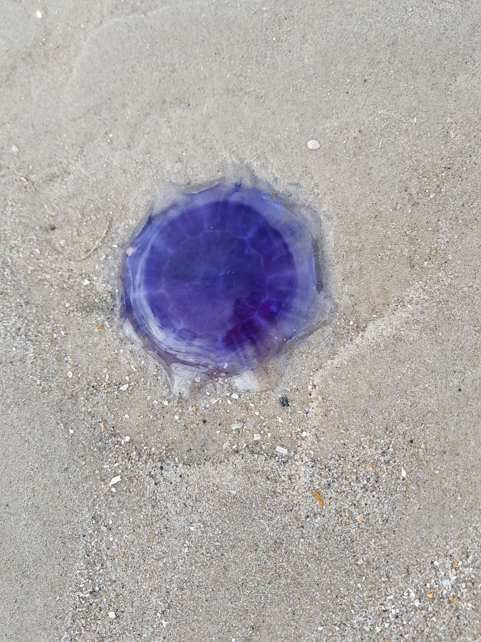 Image of Blue Jellyfish