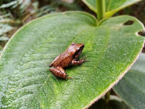 Pristimantis thectopternus (Lynch 1975)的圖片