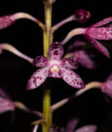 Imagem de Dipodium campanulatum D. L. Jones