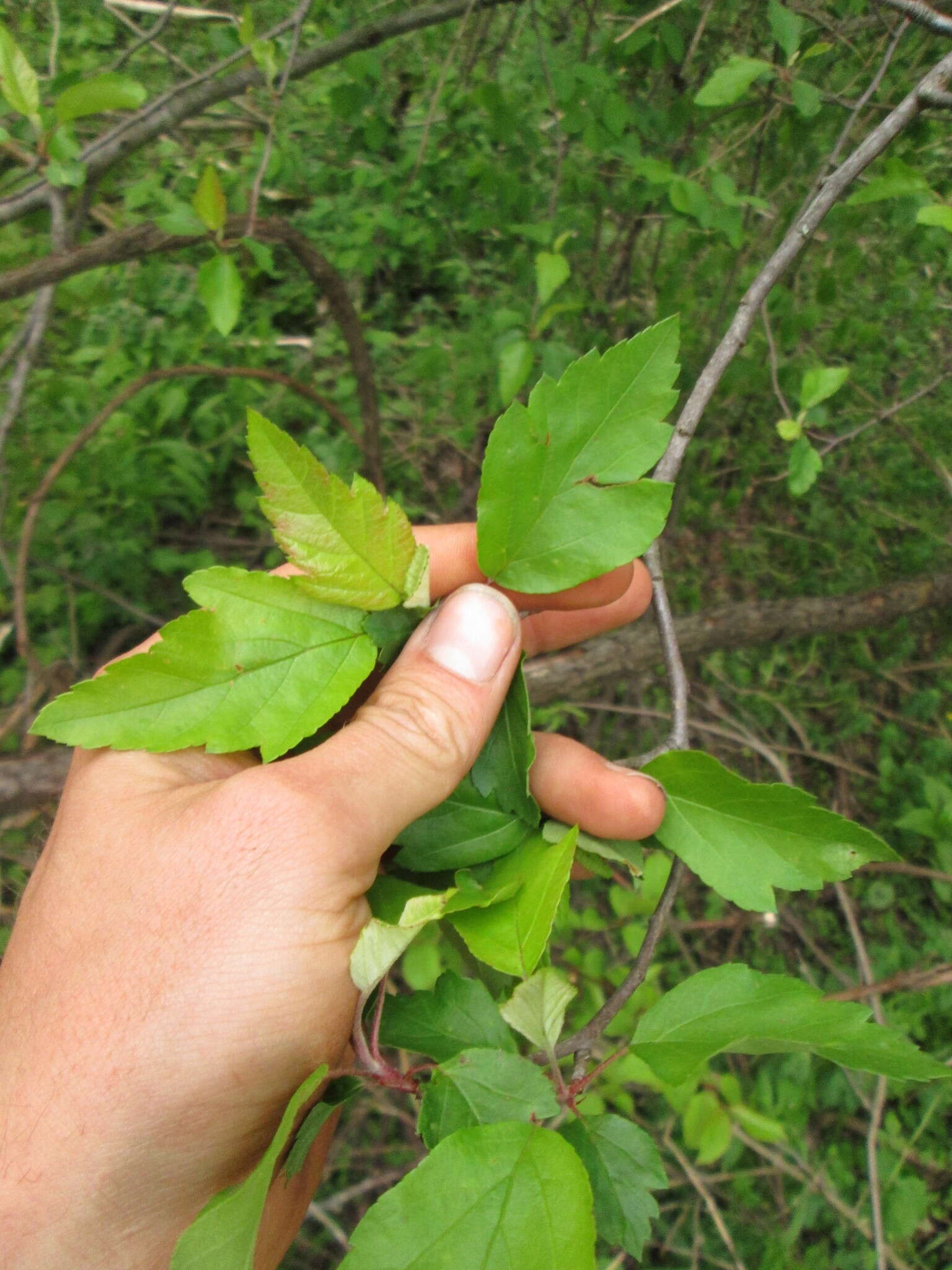 Plancia ëd Malus coronaria (L.) P. Mill.