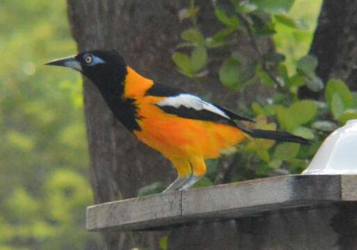 Image of Icterus icterus ridgwayi (Hartert 1902)