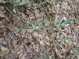 Image of Florida goldenaster