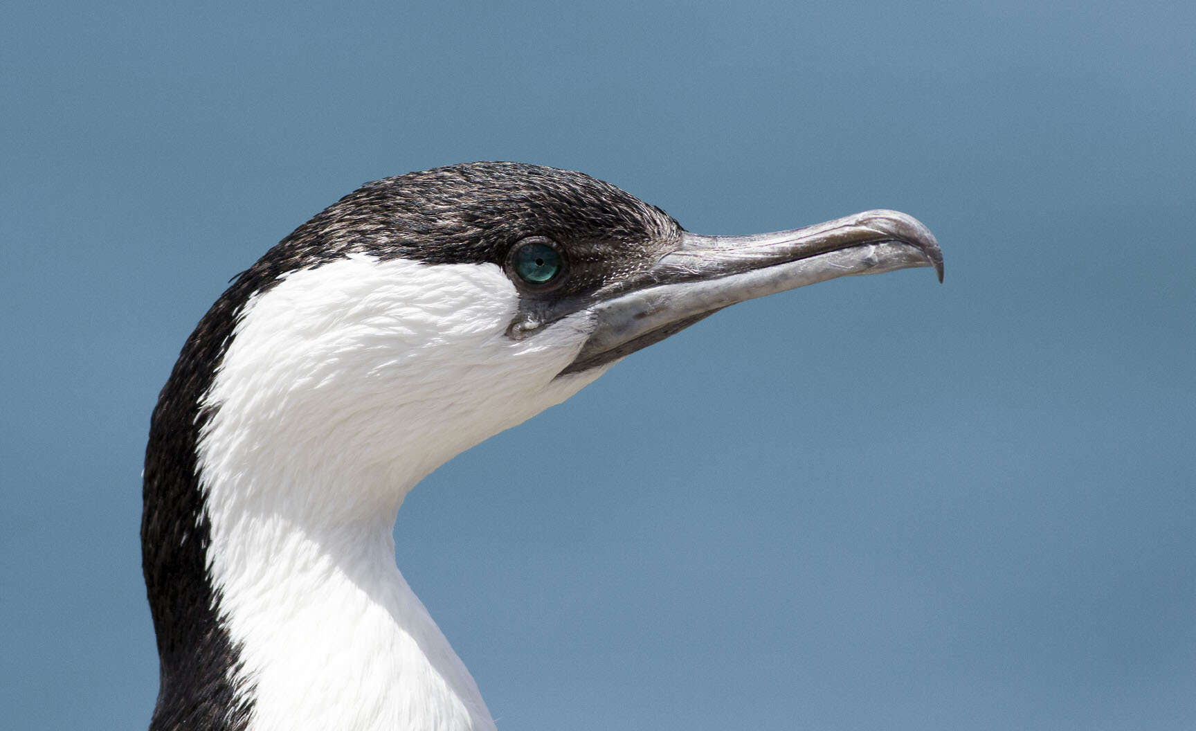 Image of Black-faced Cormorant