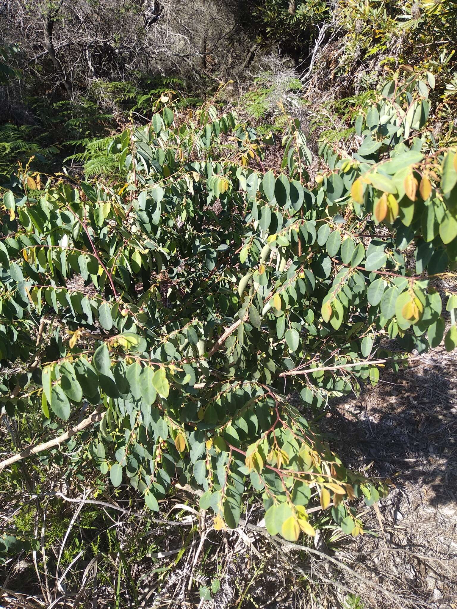 Image of Breynia oblongifolia (Müll. Arg.) Müll. Arg.