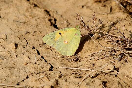 Image of clouded yellow