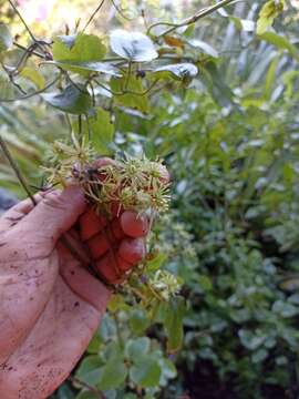 Image of Clematis parviflora A. Cunn.