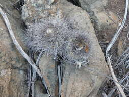 Image of Copiapoa humilis subsp. humilis