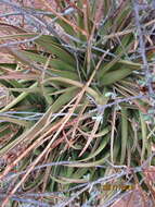 Image of Malapati aloe