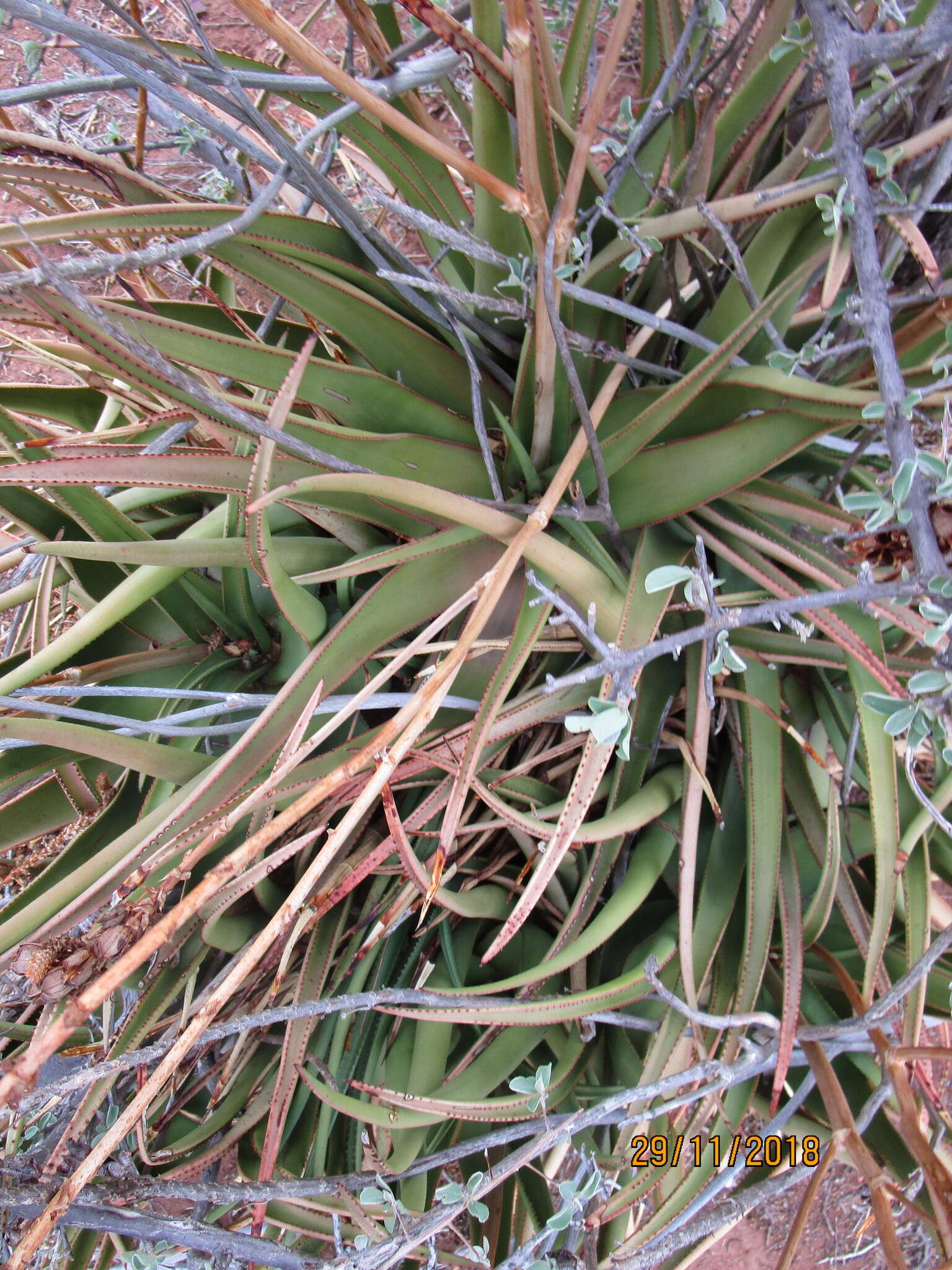 Image of Malapati aloe