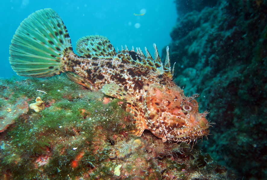 Image of Bigscale Scorpionfish