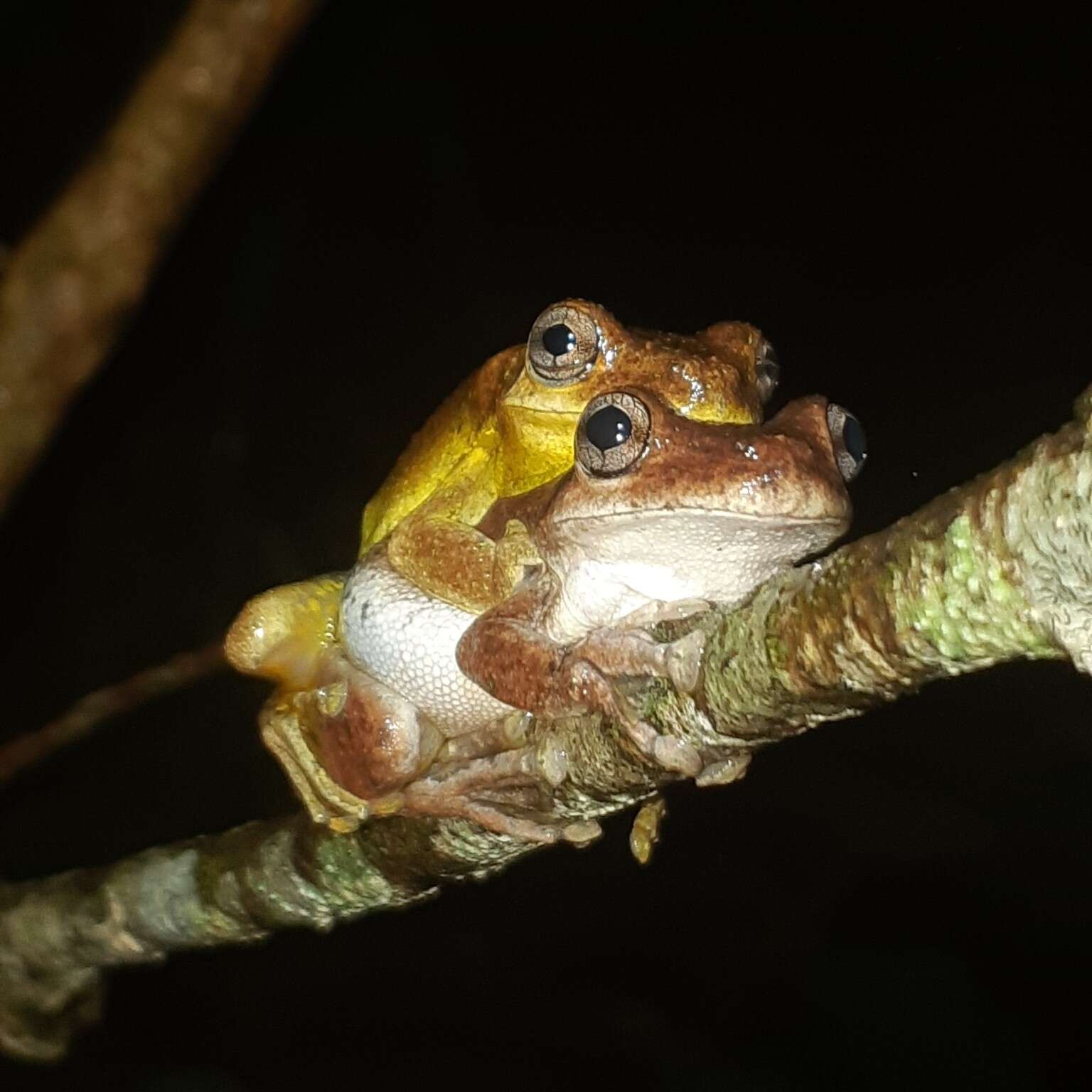 Image of Laughing Tree Frog