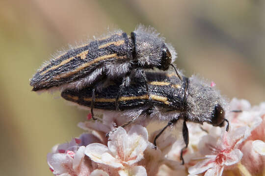 Sivun Acmaeodera pubiventris panocheae Westcott 2001 kuva