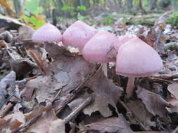 Image of Mycena rosea Gramberg 1912