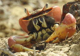 Image of brown land crab