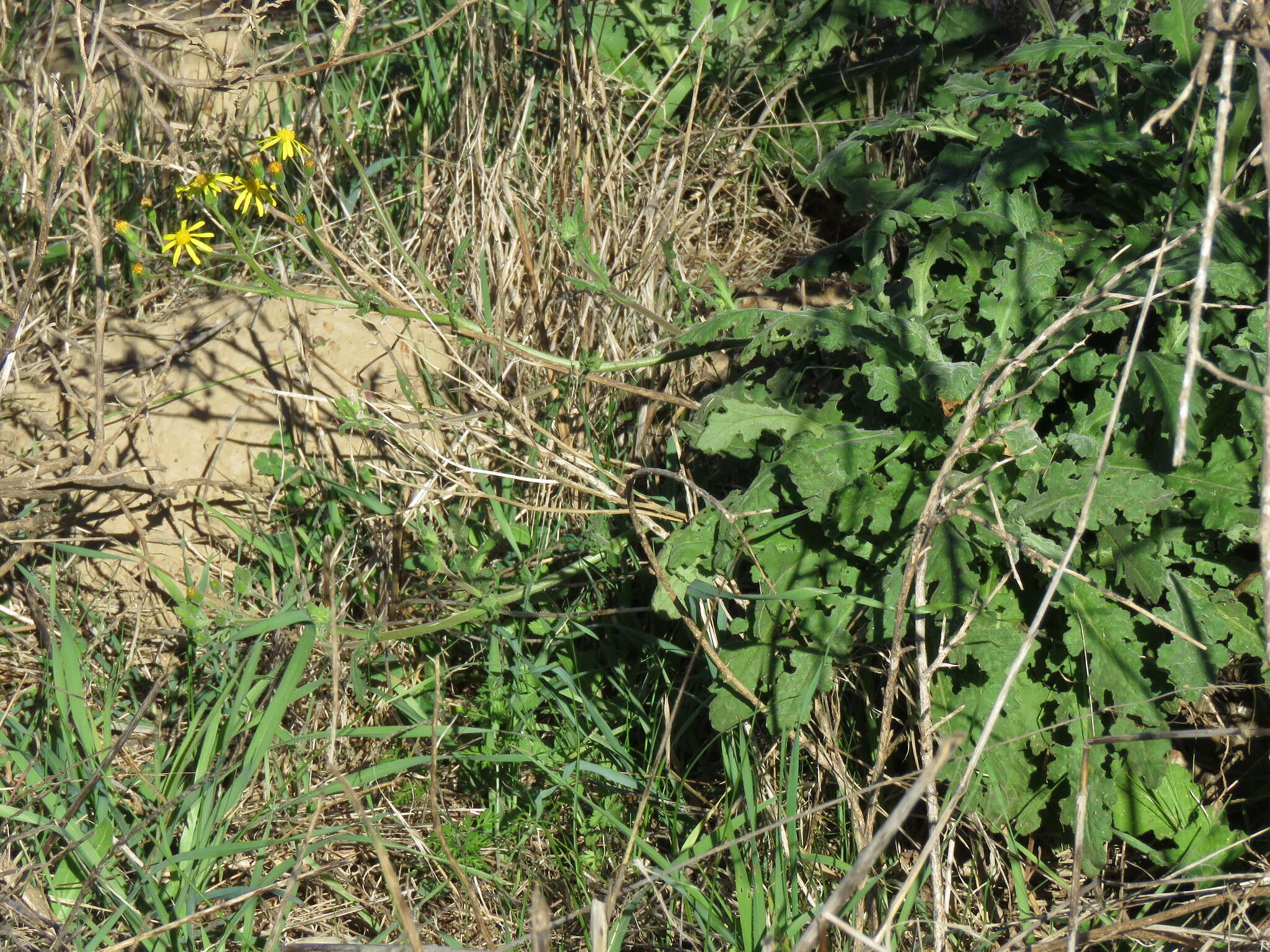 Image of Senecio hastatus L.