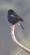 Image of Saxicola caprata burmanicus Baker & Ecs 1922