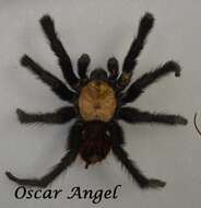 Image of Texas Tan Tarantula