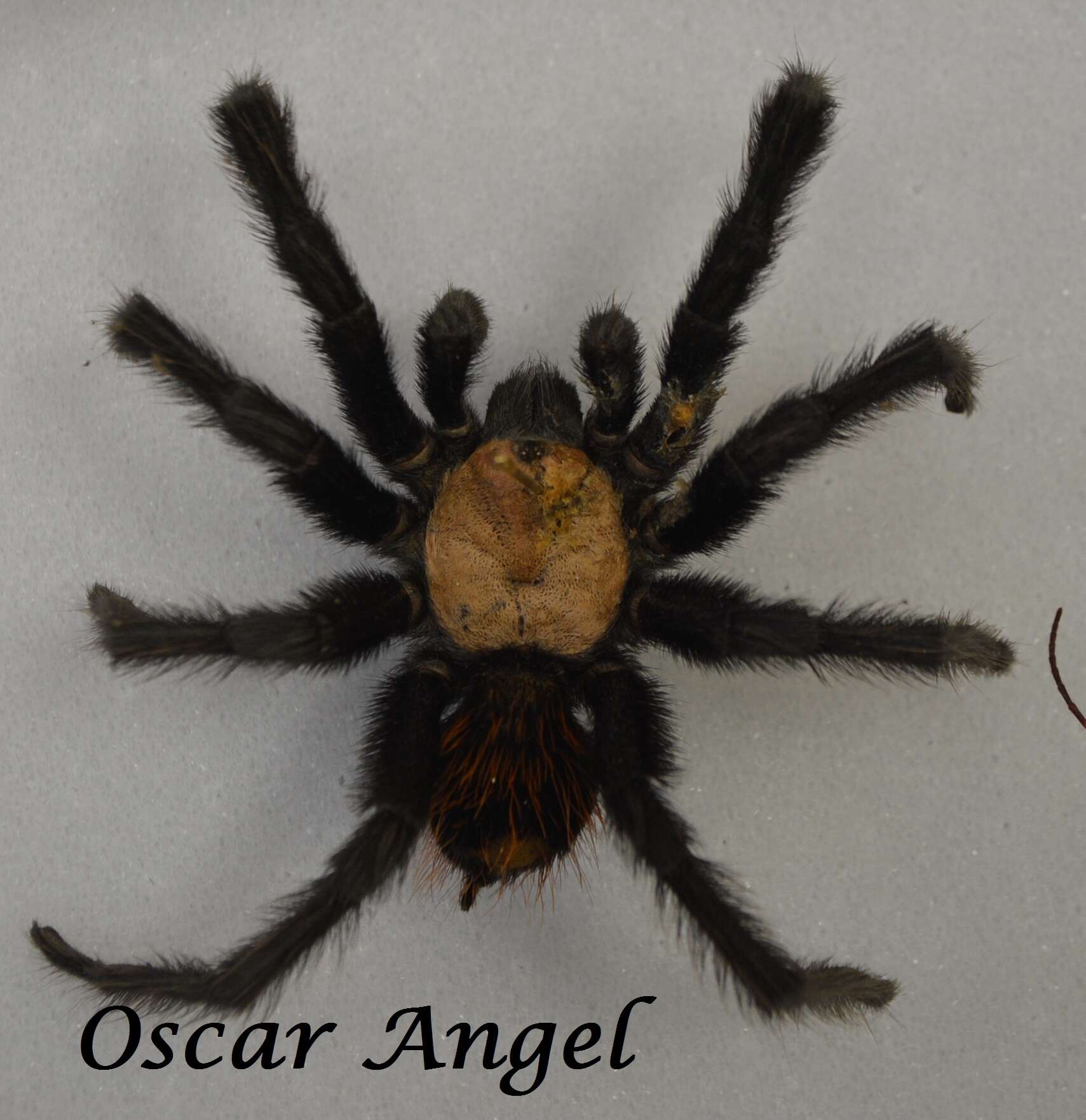 Image of Texas Tan Tarantula