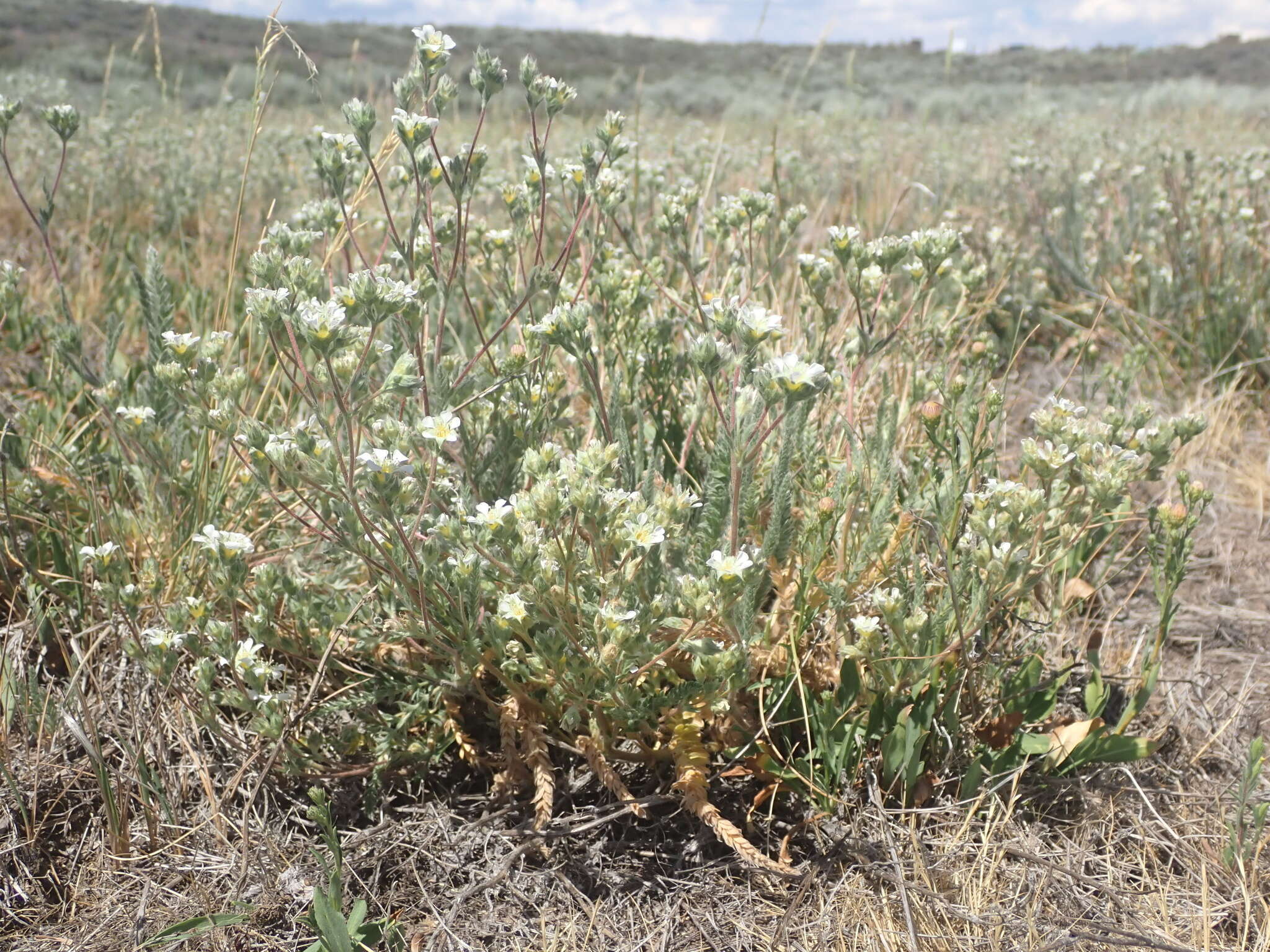 Image de Ivesia sericoleuca (Rydb.) Rydb.