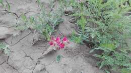 Oenothera calcicola (P. H. Raven & D. P. Greg.) W. L. Wagner & Hoch resmi