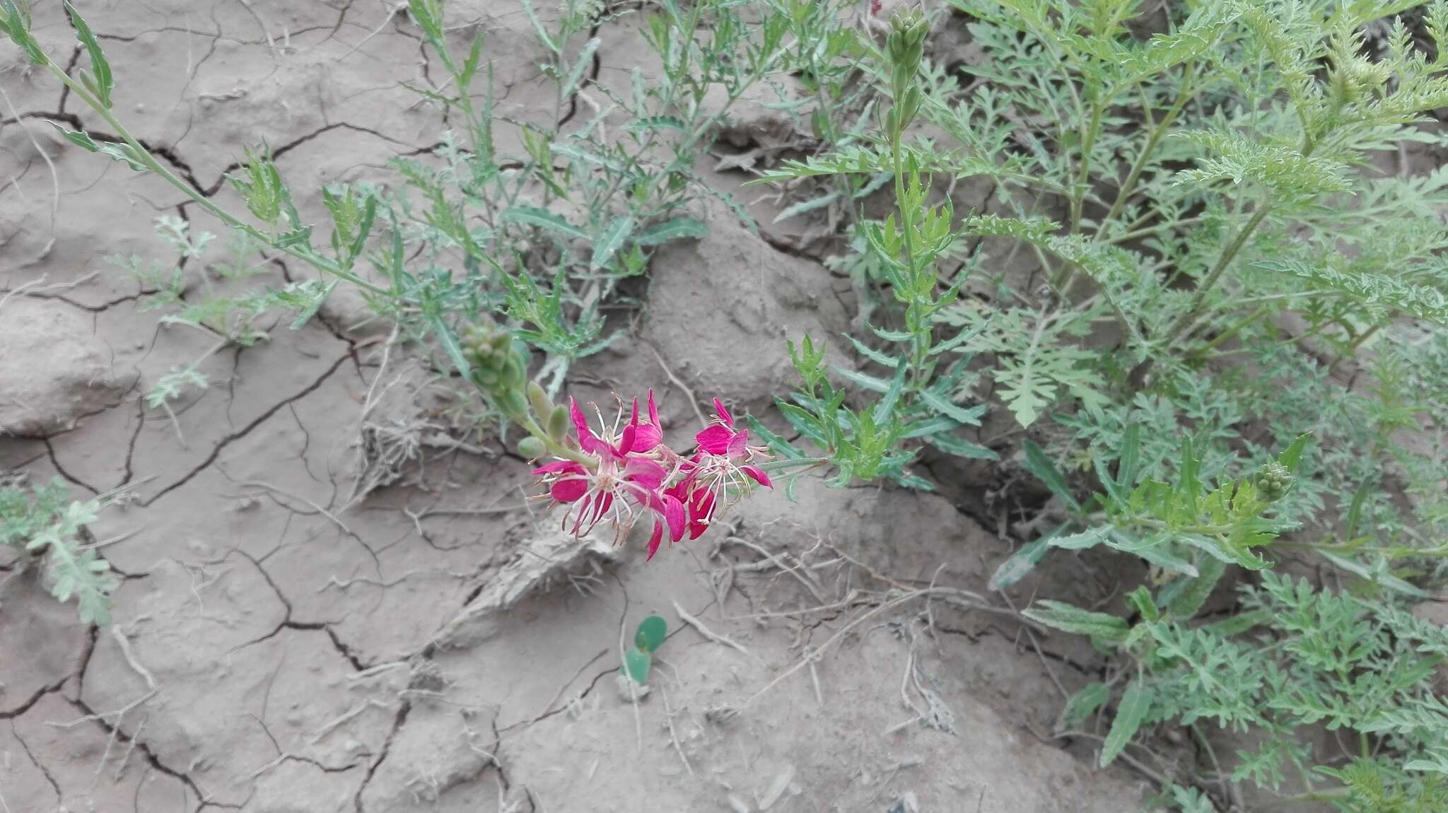 Image of Texas beeblossom