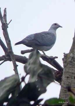 Image of Afep Pigeon