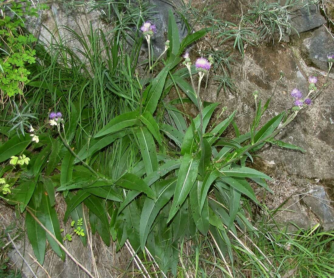 Imagem de Cirsium monspessulanum (L.) Hill