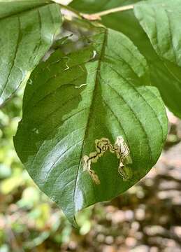 Image of Stigmella rhamnicola (Braun 1916) Newton et al. 1982