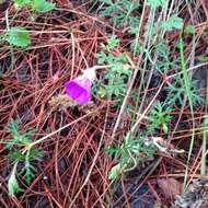 Image of Geranium potentillifolium DC.