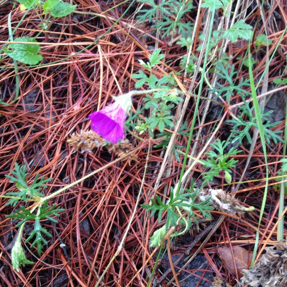 Image of Geranium potentillifolium DC.