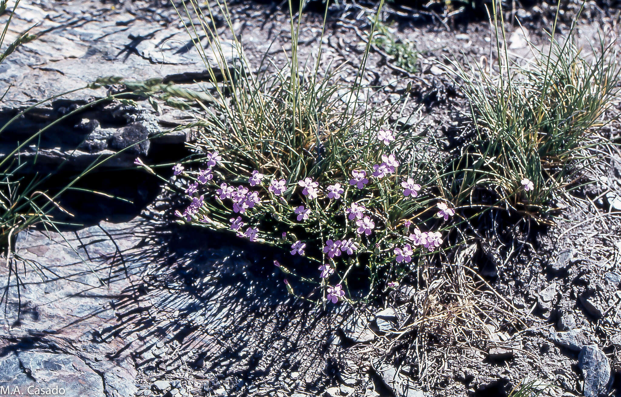 Слика од Dianthus pungens subsp. brachyanthus (Boiss.) Bernal, Fernández Casas, G. López, M. Laínz & Muñoz Garmendia