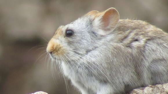 Image of Glover's pika