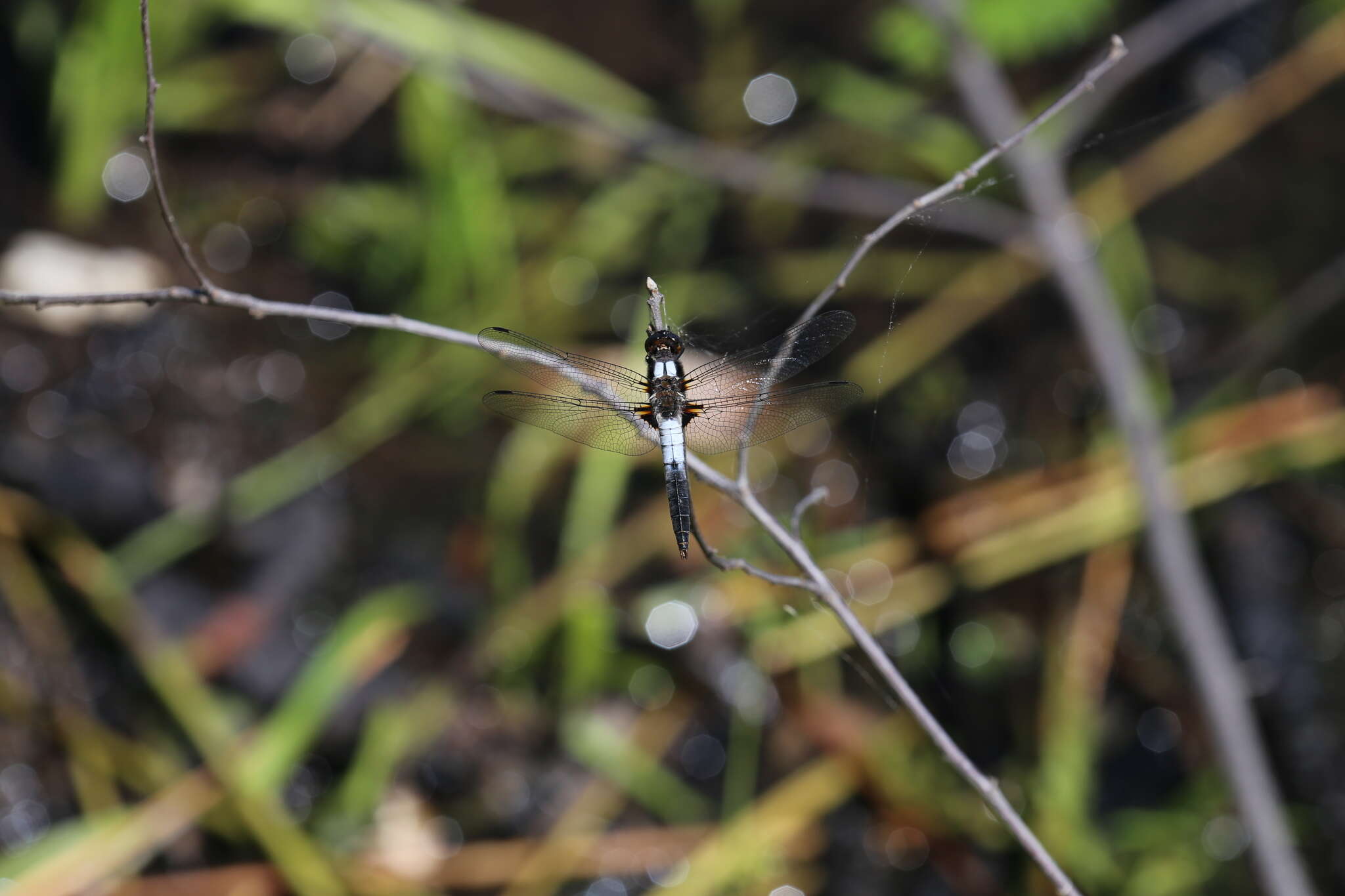 Image of Chalk-fronted Corporal