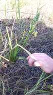 Image of Albuca flaccida Jacq.