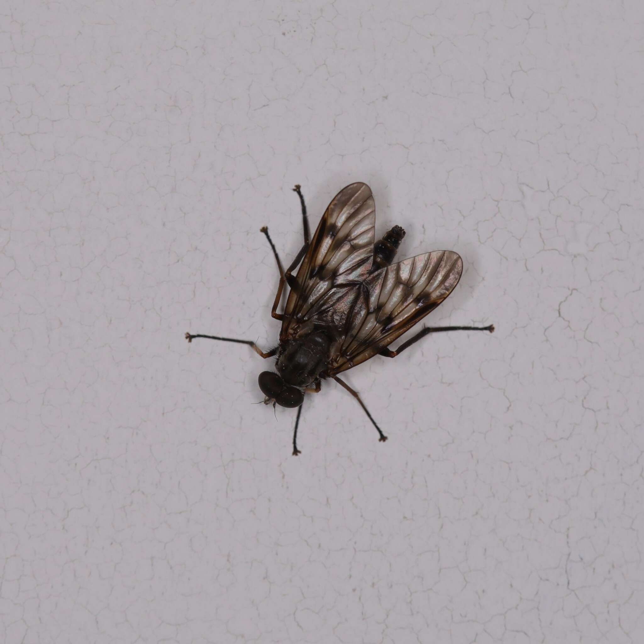 Image of Common Snipe Fly