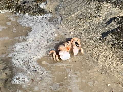 Image of Red Sea ghost crab