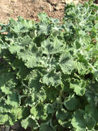 Image of horehound