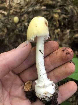 Image of Amanita russuloides (Peck) Sacc. 1887