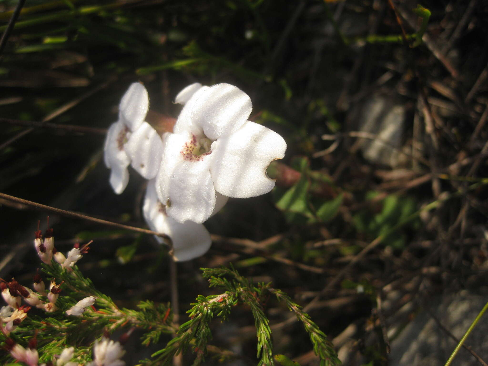 Image of Disa fasciata Lindl.