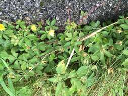 Image of creeping cinquefoil