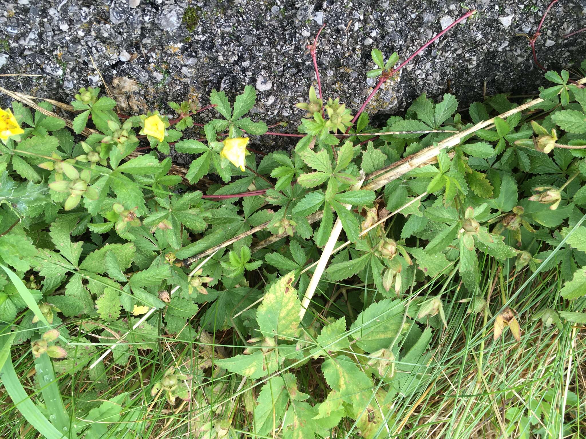 Image of creeping cinquefoil