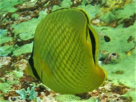 Image of Latticed Butterflyfish