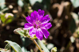 Imagem de Allionia incarnata var. villosa (Standl.) Munz