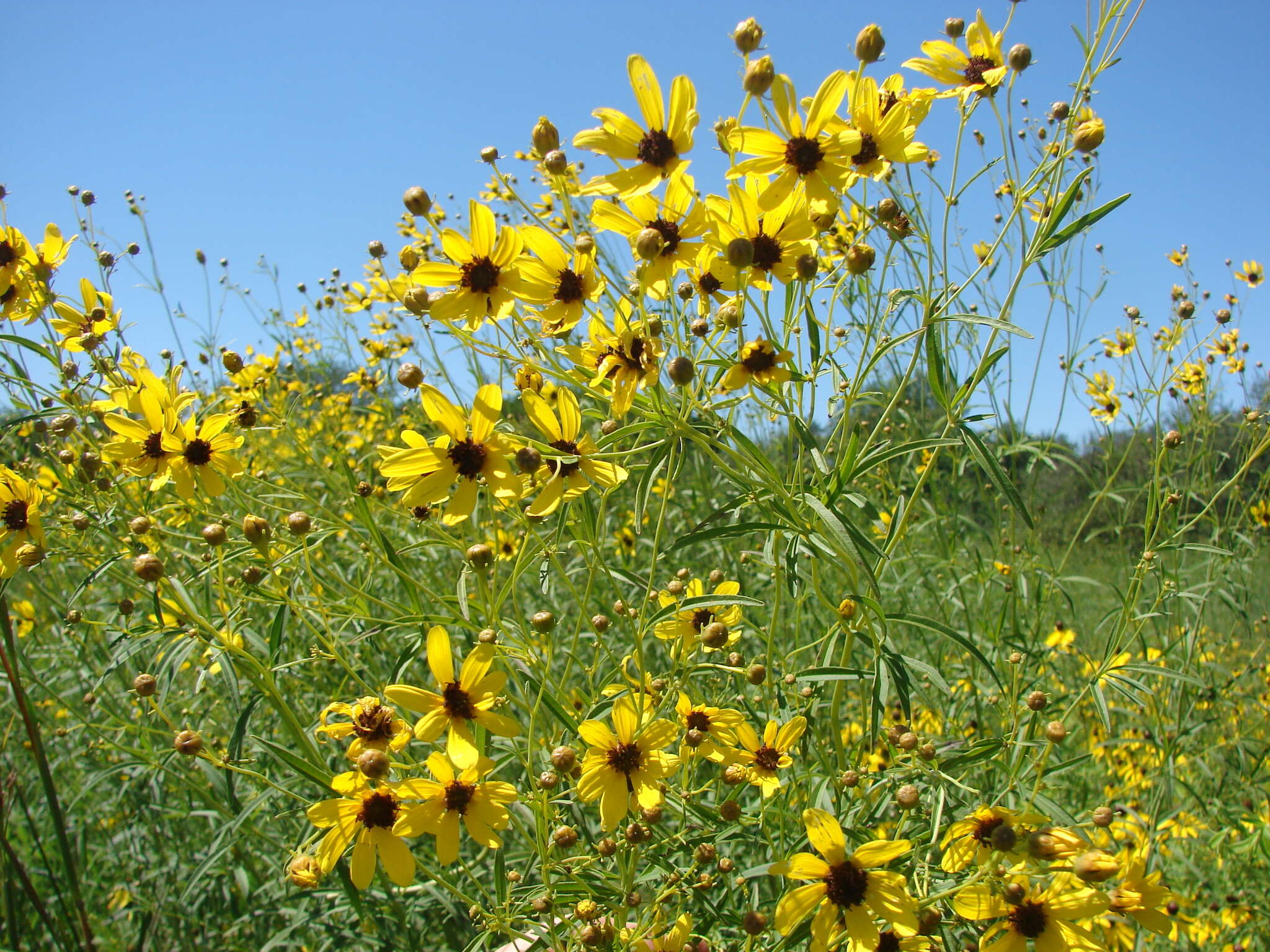 Image de Coreopsis tripteris L.